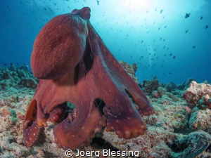 Not too shy octopus by Joerg Blessing 